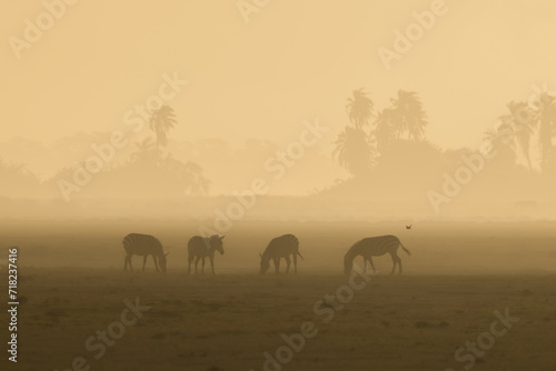 silhouette of zebras in the dust of Amboseli at sunset time