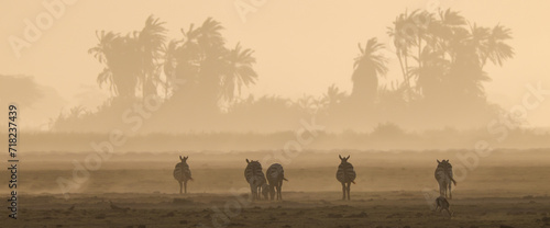 silhouette of zebras in a dusty sunset scene in Amboseli NP © Marcel