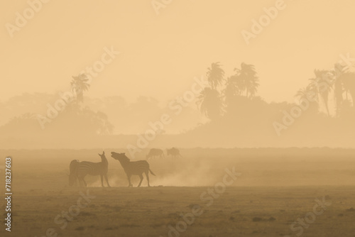 zebras silhouette in the backlit dusty savannah of Amboseli NP