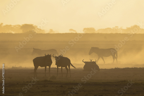 silhouette of wildebeests in a dust storm in Amboseli NP photo