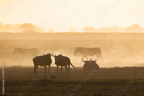silhouette of wildebeests in a dust storm in Amboseli NP photo