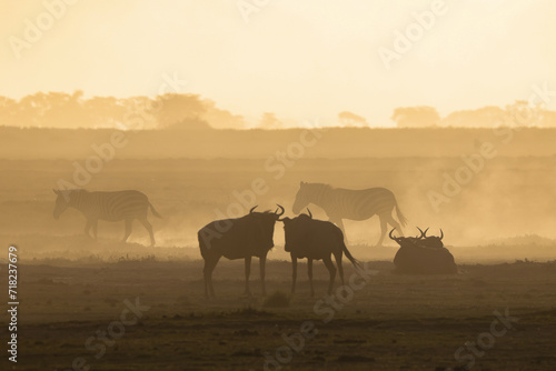 silhouette of wildebeests in a dust storm in Amboseli NP