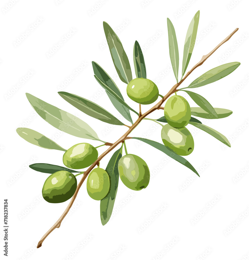 Green olives along with a branch, painted using watercolor technique on a white background Green olives along with a branch, painted using watercolor technique on a white background