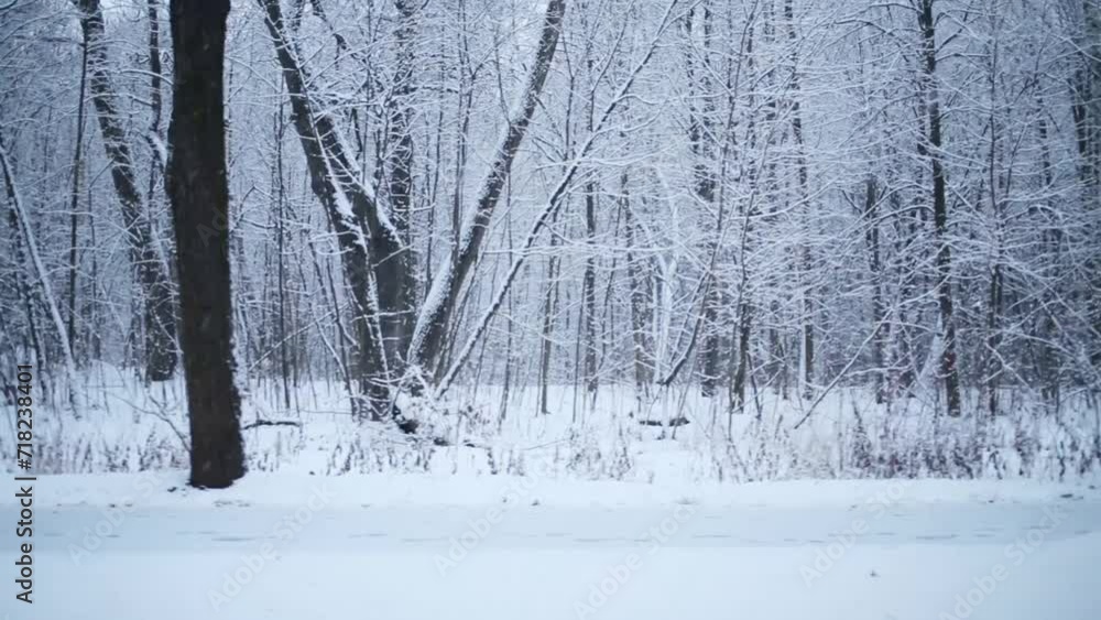 Movement along the snowy winter forest during snowfall Movement along the snowy winter forest during snowfall