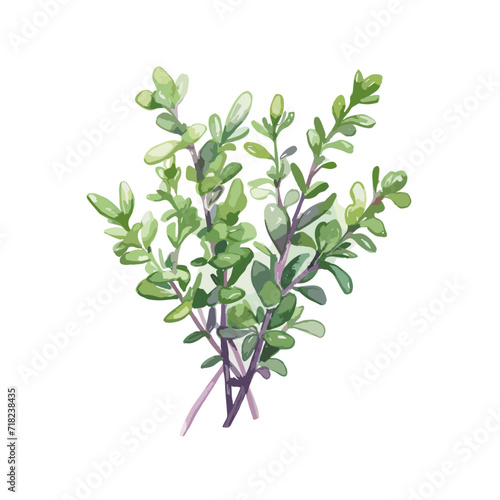 watercolor Thyme Branch of green fragrant herbs isolated on white background. Thyme herb watercolor isolated