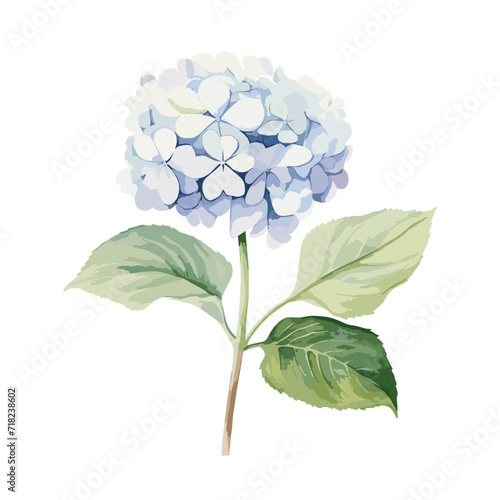 Watercolor hydrangea flower set on white background, including a portrayal of a blue hydrangea against white and a hand-painted botanical illustration showcasing it in a summer garden

 photo