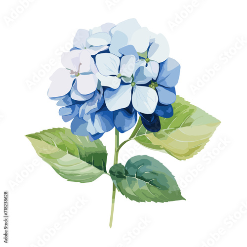 Watercolor drawing of hydrangea flower vintage realistic illustration.

 photo