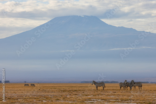 zebras in front of mount kilimanjaro