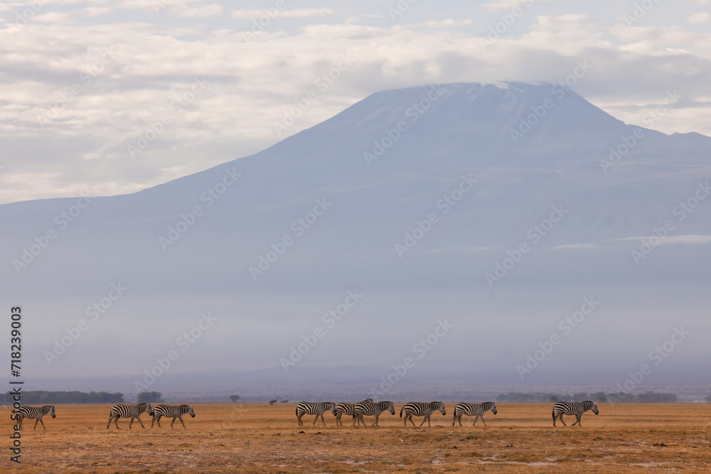 Naklejka premium zebras in front of mount kilimanjaro
