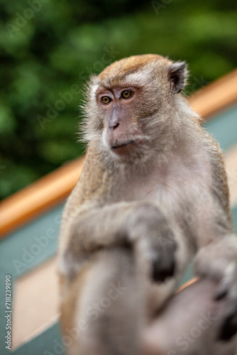 Monkey in Indonesia © guillaumedop