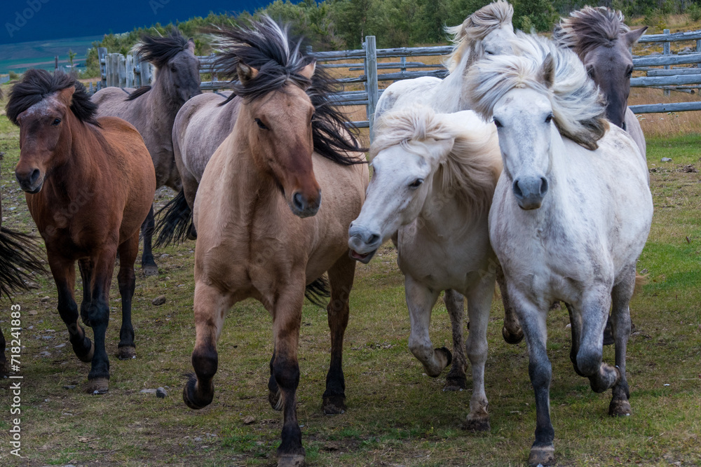 Obraz premium icelandic horses