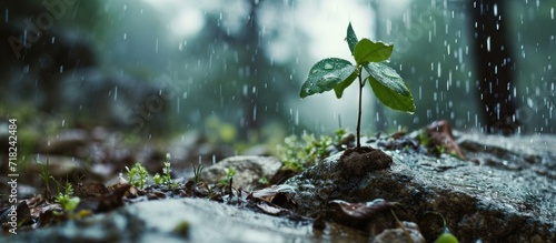 A rising young fresh plant, resiliently growing amidst heavy rain, symbolizes the arduous struggle for a new life, overcoming obstacles with tenacity. photo