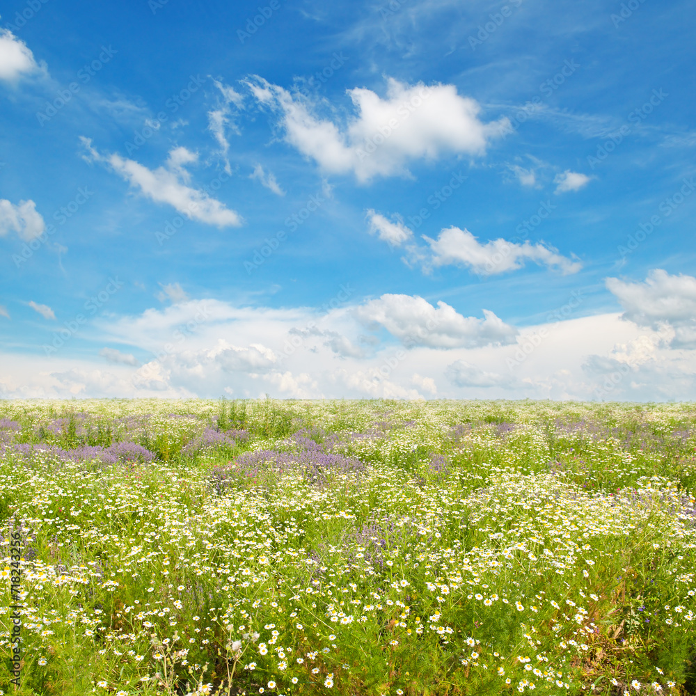 Field with blooming chamomiles and sky. Field with blooming chamomiles and sky.