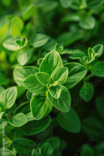 A close-up view of vibrant green leaves on a plant. Perfect for nature and botanical themes