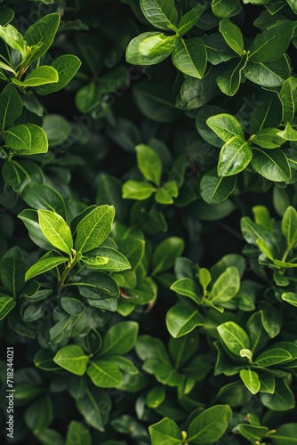 A close-up view of a plant with vibrant green leaves. This image can be used to enhance botanical articles or as a background for nature-themed designs © Fotograf