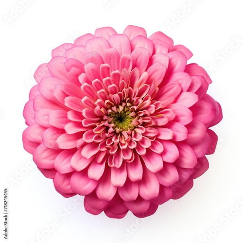 A single piece of  zinnia top view isolated on white  background