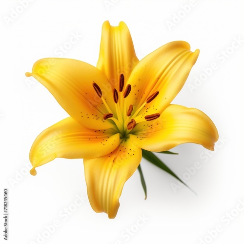 A single piece of  lily top view isolated on white background