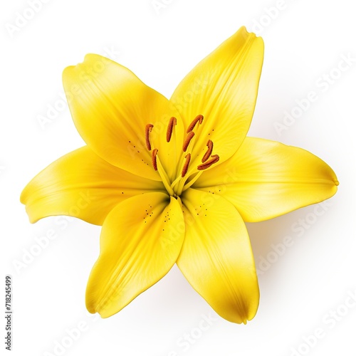 A single piece of  lily top view isolated on white background