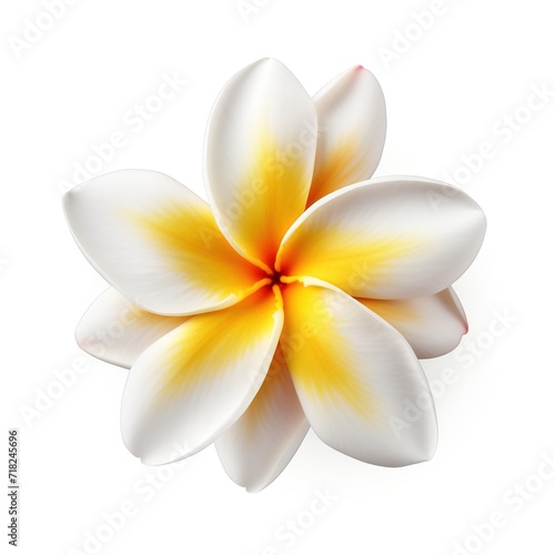 A single piece of  plumeria top view isolated on white background