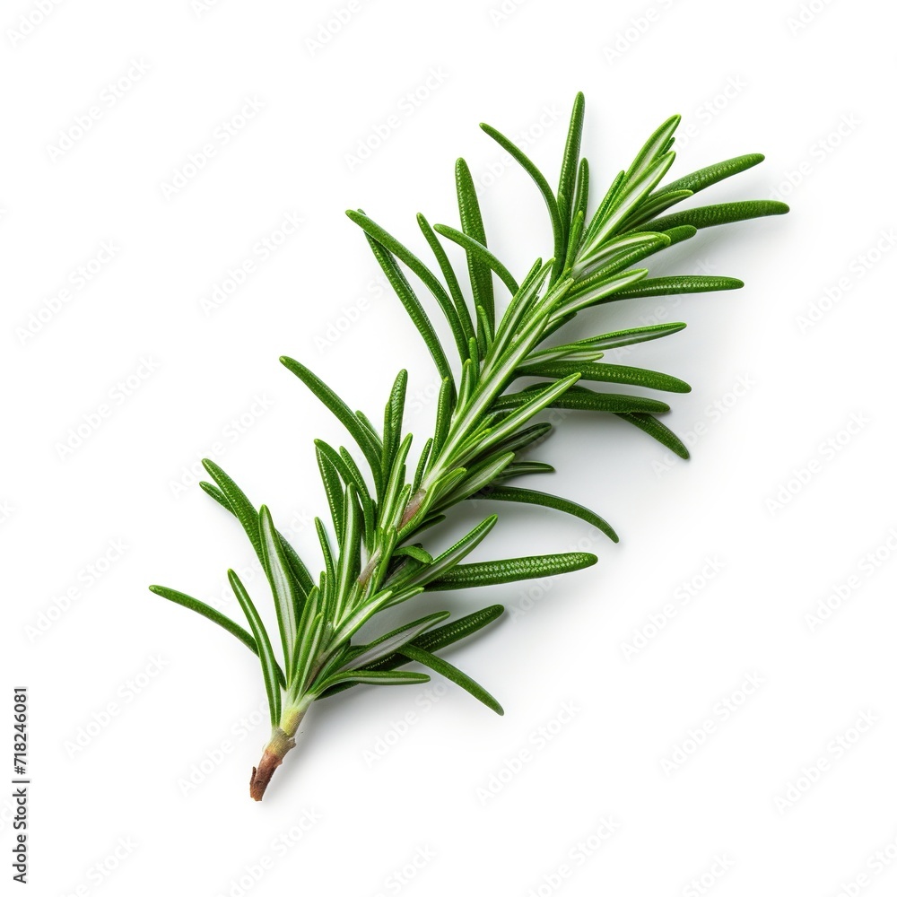 A single piece of rosemary isolated on white background A single piece of rosemary isolated on white background