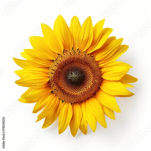 A single piece of  sunflower top view isolated on white background