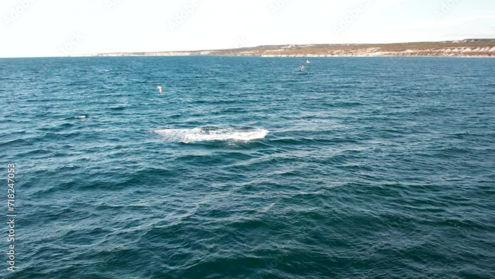Whale jumping in the Argentinean waters of Puerto Madryn. Aerial view of the coast of Puerto Madryn, Chubut. Southern right whale jumps out of the water.