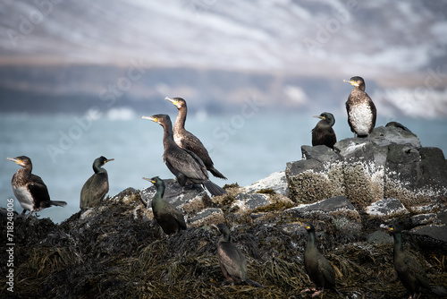 group of cormorants on icelandic cliffs