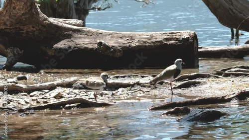 Ducks. Dynamic Movement by the High-Res Lakeside