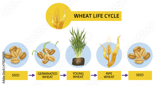 Wheat life cycle. Wheat ripening steps. Infographic, diagram. Educational infographic. Vector illustration. 