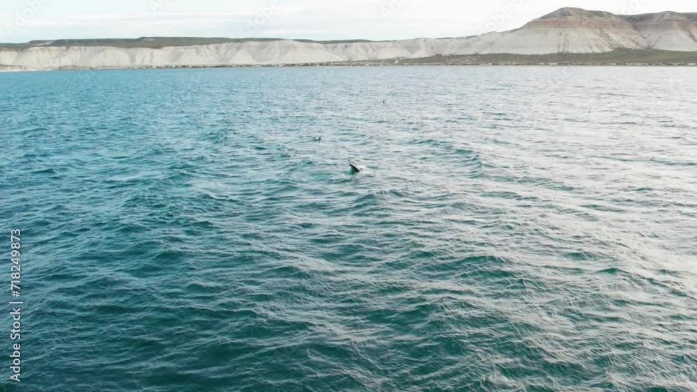 Whale tail sticking out of the water. aerial view of the coast of chubut, as the tail of a southern right whale sticks out of the water. Whale tail sticking out of the water. aerial view of the coast of chubut, as the tail of a southern right whale sticks out of the water.