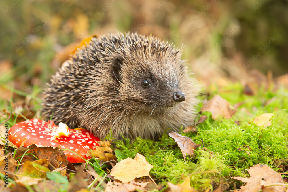 Hedgehog in autumn, wild, free roaming hedgehog, taken from within a wildlife hide to monitor the health and population of this favourite but declining mammal, copy space Hedgehog in autumn, wild, free roaming hedgehog, taken from within a wildlife hide to monitor the health and population of this favourite but declining mammal, copy space