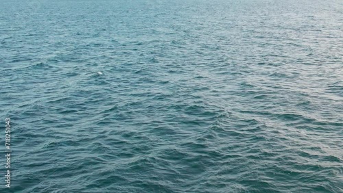 Aerial view of a whale jumping in the middle of the ocean. Seagulls fly around it as this huge mammal jumps from deep in the ocean.