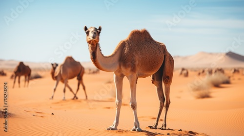 Camels standing in the desert with a bright blue sky.	