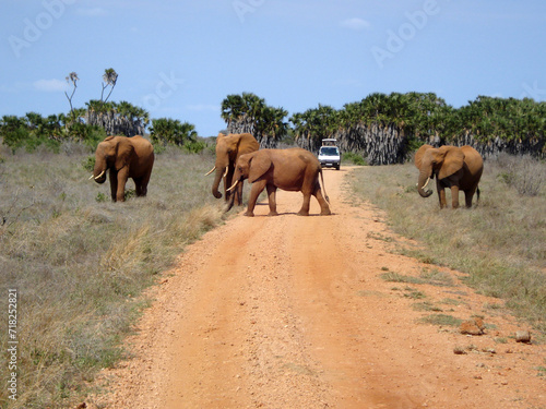  A herd of elephants crosses the path in Tsavo National Park in Kenya, East Africa.