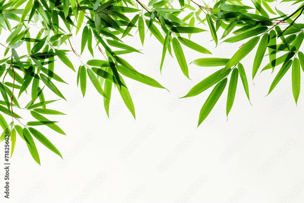 Bamboo Leaves On White Background. Сoncept Nature Inspired Decor, Zen Home Accents, Organic Living, Sustainable Materials Bamboo Leaves On White Background. Сoncept Nature Inspired Decor, Zen Home Accents, Organic Living, Sustainable Materials