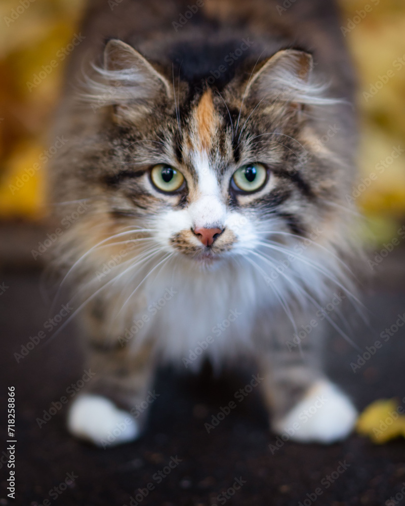 portrait of a furry  cat close up