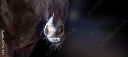 Horse muzzle on dark night sky background, banner ​