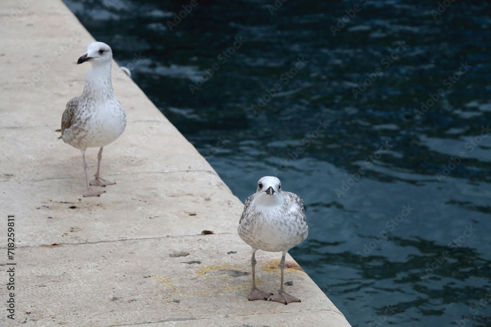 Seagull standing on the rock by the sea. Selective focus.