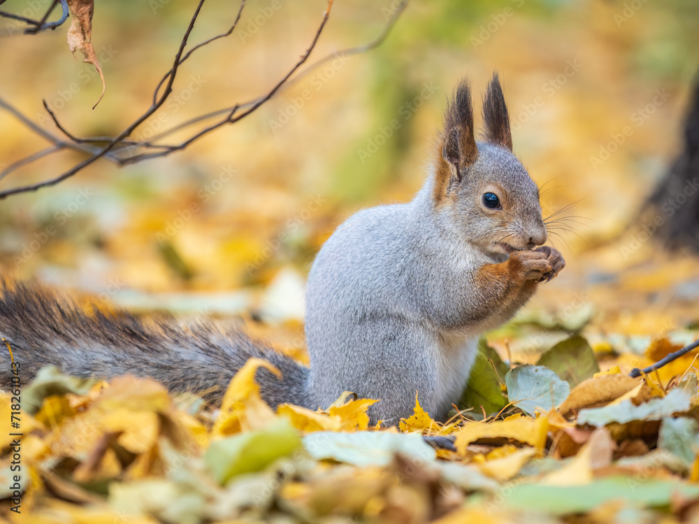 Autumn squirrel with nut sits on green grass with fallen yellow leaves Autumn squirrel with nut sits on green grass with fallen yellow leaves