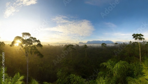 lush forest scene at morning sunrise in borneo malaysia