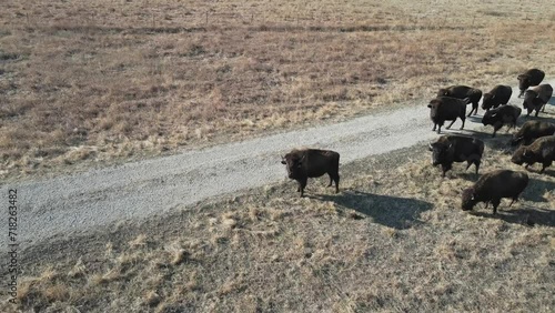 A herd of Bison roaming in Kansas