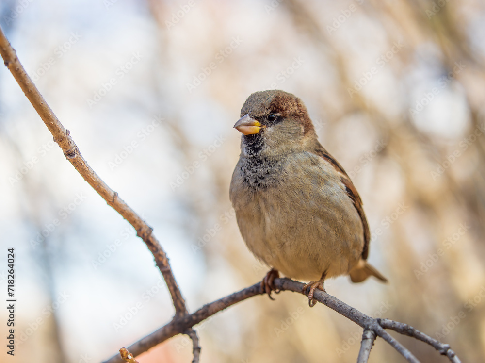 Sparrow sits on a branch without leaves. Sparrow sits on a branch without leaves.
