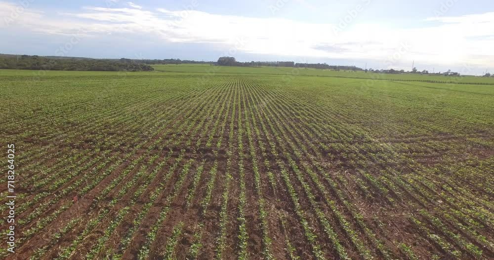 Drone flying over soybean field