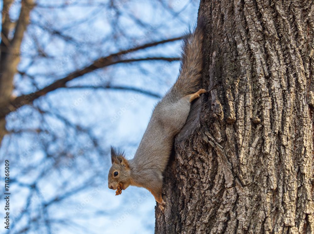 Squirrel sitting upside down on a tree trunk. The squirrel hangs upside down on a tree against colorful blurred background. Close-up. Squirrel sitting upside down on a tree trunk. The squirrel hangs upside down on a tree against colorful blurred background. Close-up.