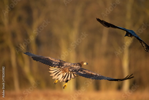 pygargue et corbeau