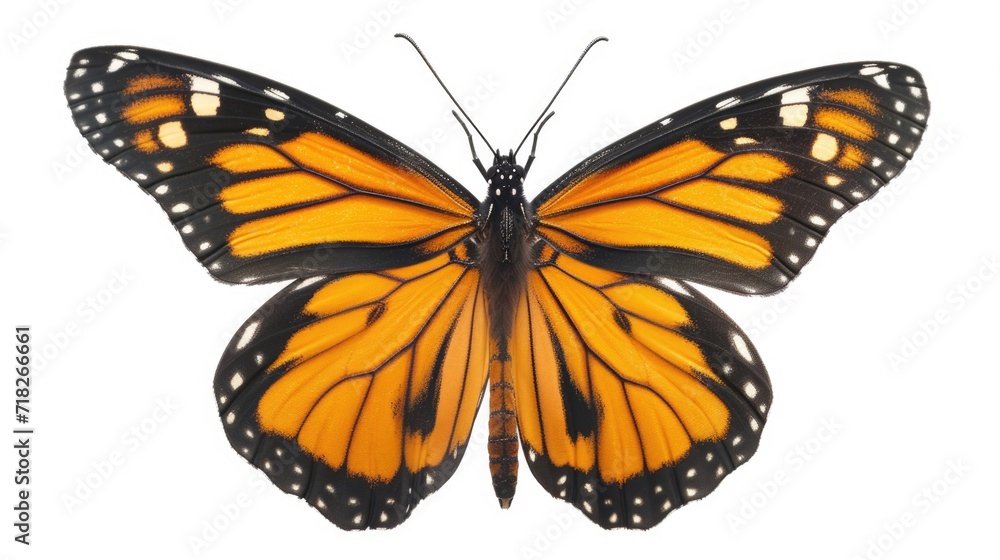 Majestic Monarch Butterfly Isolated on White Majestic Monarch Butterfly Isolated on White