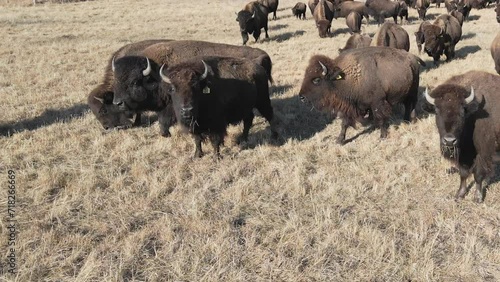 A herd of Bison roaming in Kansas