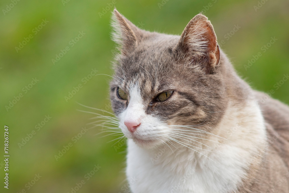 Stray cat with an angry face.