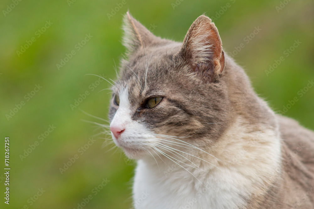 Fototapeta premium White and gray stray cat.