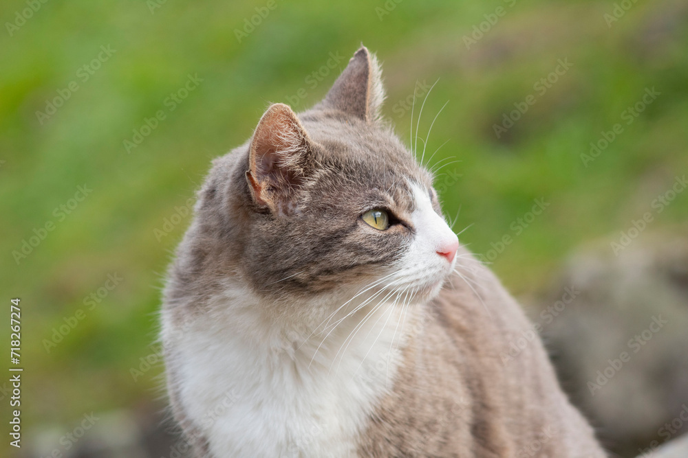 Gray and white cat looking around.